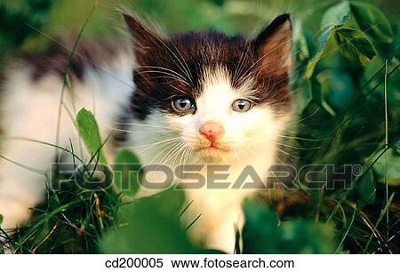 American short hair kitten View Large Photo Image Stock Photography - American short hair kitten. Fotosearch