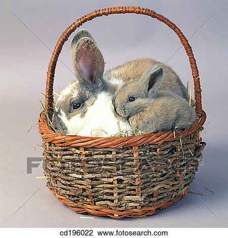 animal, bunny, basket, Baby animal, agriculture View Large Photo Image Stock Image - animal, bunny, basket, Baby animal, agriculture. Fotosearch
