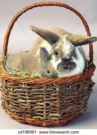 animal, bunny, basket, Baby animal, agriculture View Large Photo Image Stock Image - animal, bunny, basket, Baby animal, agriculture. Fotosearch