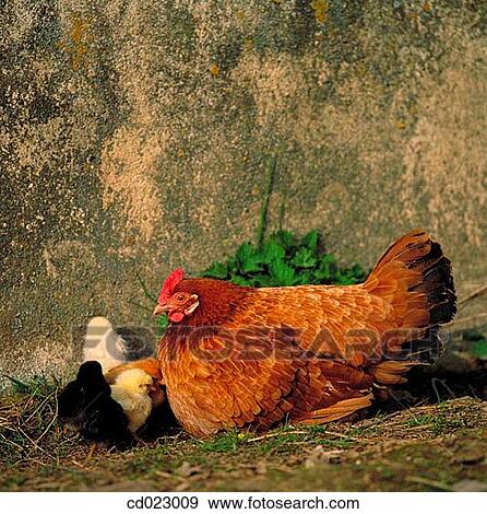 animal, country, chicken, chick, agriculture View Large Photo Image Stock Photo - animal, country, chicken, chick, agriculture. Fotosearch