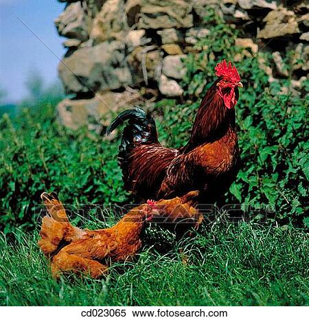 animal, country, Close-up, agriculture View Large Photo Image Stock Photography - animal, country, Close-up, agriculture. Fotosearch