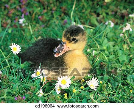 animal, day, Close-up, bird, agriculture View Large Photo Image Picture - animal, day, Close-up, bird, agriculture. Fotosearch