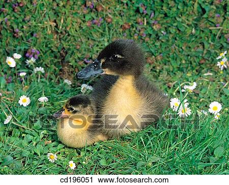 animal, day, Close-up, bird, agriculture View Large Photo Image Stock Image - animal, day, Close-up, bird, agriculture. Fotosearch
