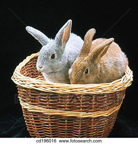 Stock Photograph - animal, Farm animal, couple, basket, agriculture. Fotosearch