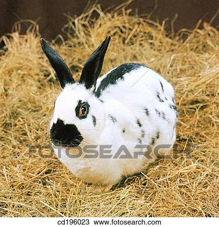 animal, Farm animal, day, country, agriculture View Large Photo Image Stock Image - animal, Farm animal, day, country, agriculture. Fotosearch