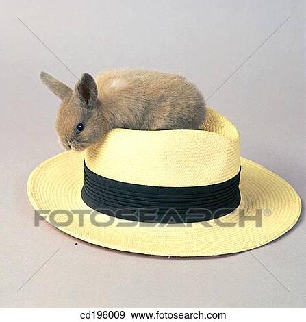 animal, hat, Farm animal, bunny, agriculture View Large Photo Image Stock Photo - animal, hat, Farm animal, bunny, agriculture. Fotosearch