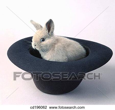 Stock Image - animal, headgear, hat, Farm animal, agriculture. Fotosearch