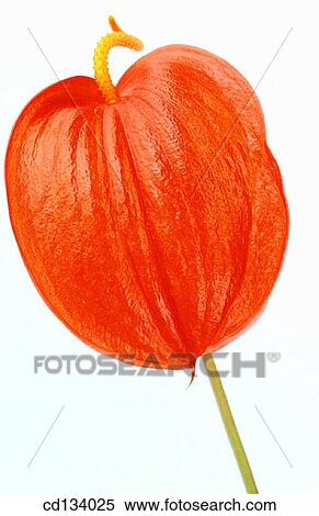 Anthurium hybr. View Large Photo Image Stock Photography - Anthurium hybr.. Fotosearch