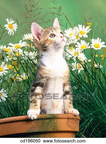anticipation, Domestic cat, cat, appear, animal View Large Photo Image Stock Image - anticipation, Domestic cat, cat, appear, animal. Fotosearch