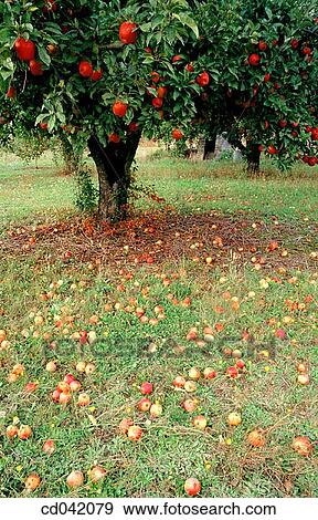 Apple orchard View Large Photo Image Stock Photo - Apple orchard. Fotosearch