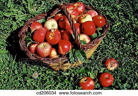 Apples View Large Photo Image Picture - Apples. Fotosearch