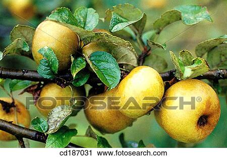 Apples View Large Photo Image Stock Image - Apples. Fotosearch