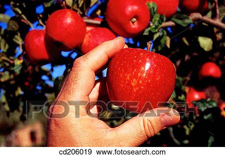 Apples View Large Photo Image Stock Photo - Apples. Fotosearch