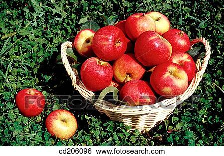 Apples View Large Photo Image Stock Photograph - Apples. Fotosearch