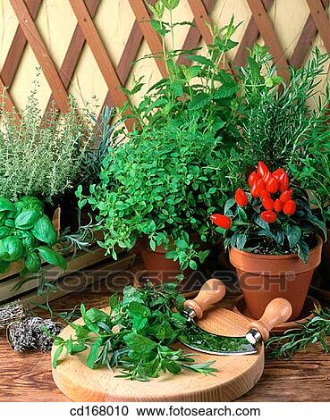 Aromatic herbs View Large Photo Image Stock Image - Aromatic herbs. Fotosearch