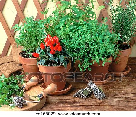 Stock Photo - Aromatic herbs. Fotosearch