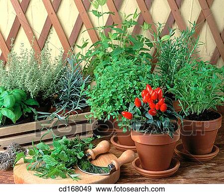 Aromatic herbs View Large Photo Image Stock Photo - Aromatic herbs. Fotosearch