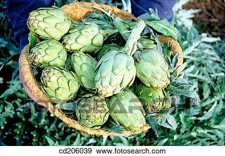 Stock Photo - Artichokes. Fotosearch