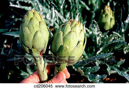 Artichokes View Large Photo Image Stock Photography - Artichokes. Fotosearch