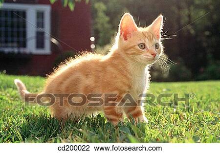 attention, cat, Baby animal, attentive, animal View Large Photo Image Stock Image - attention, cat, Baby animal, attentive, animal. Fotosearch