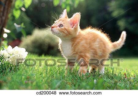 Stock Photo - attention, cat, Baby animal, attentive, animal. Fotosearch