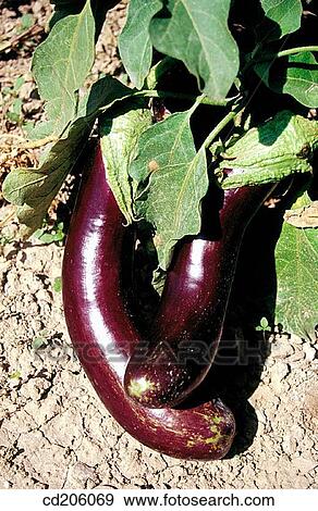 Aubergines View Large Photo Image Stock Photo - Aubergines. Fotosearch