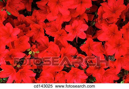 Stock Photography - Azaleas. Fotosearch