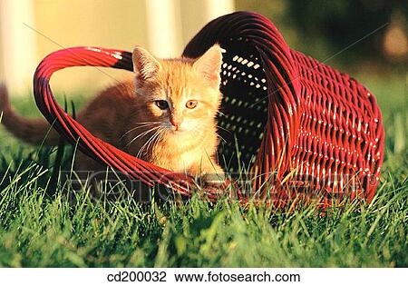 Baby animal, country, cat, basket, animal View Large Photo Image Stock Image - Baby animal, country, cat, basket, animal. Fotosearch
