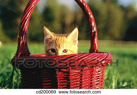 Baby animal, country, cat, basket, animal View Large Photo Image Stock Photo - Baby animal, country, cat, basket, animal. Fotosearch