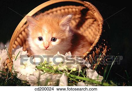 Picture - Baby animal, day, cat, basket, animal. Fotosearch