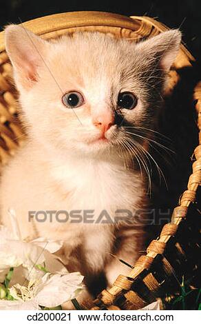 Baby animal, day, cat, basket, animal View Large Photo Image Stock Image - Baby animal, day, cat, basket, animal. Fotosearch