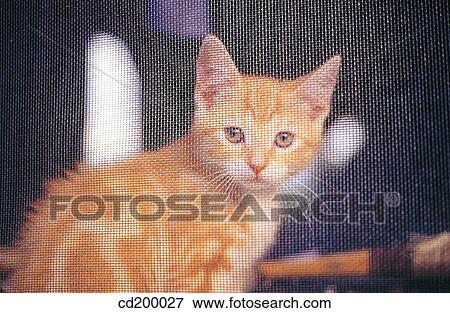 Stock Photo - Baby animal, day, cat, behind, animal. Fotosearch