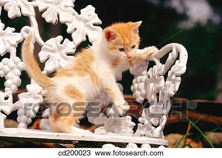 Baby animal, day, cat, bench, animal View Large Photo Image Stock Image - Baby animal, day, cat, bench, animal. Fotosearch