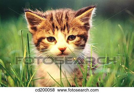Baby animal, day, Close-up, cat, animal View Large Photo Image Stock Photo - Baby animal, day, Close-up, cat, animal. Fotosearch