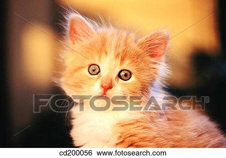 Baby animal, day, Close-up, cat, animal View Large Photo Image Stock Photograph - Baby animal, day, Close-up, cat, animal. Fotosearch
