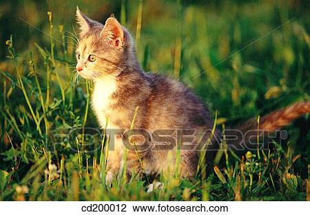Baby animal, day, country, cat, animal View Large Photo Image Stock Image - Baby animal, day, country, cat, animal. Fotosearch