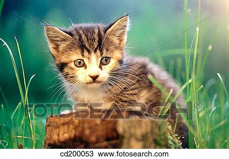 Baby animal, day, country, cat, animal View Large Photo Image Stock Image - Baby animal, day, country, cat, animal. Fotosearch