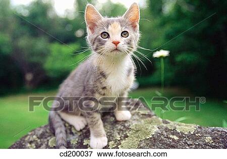 Baby animal, day, country, cat, animal View Large Photo Image Stock Photo - Baby animal, day, country, cat, animal. Fotosearch