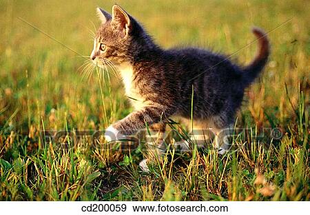 Baby animal, day, country, cat, animal View Large Photo Image Stock Photo - Baby animal, day, country, cat, animal. Fotosearch