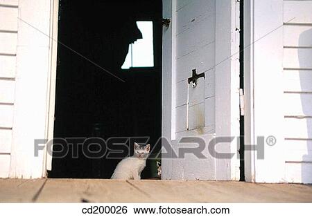 Baby animal, day, country, cat, animal View Large Photo Image Stock Photograph - Baby animal, day, country, cat, animal. Fotosearch