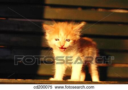 Stock Photography - Baby animal, Domestic animal, day, cat, animal. Fotosearch