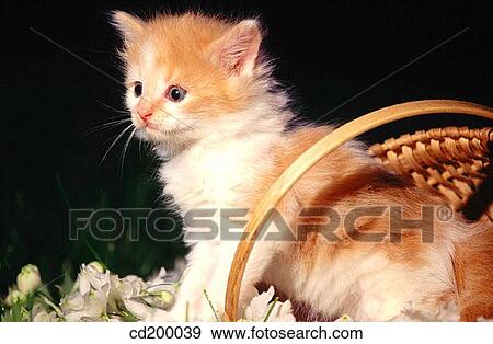 Baby animal, Domestic cat, cat, basket, animal View Large Photo Image Stock Photo - Baby animal, Domestic cat, cat, basket, animal. Fotosearch