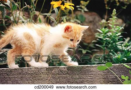 Baby animal, Domestic cat, day, cat, animal View Large Photo Image Stock Photo - Baby animal, Domestic cat, day, cat, animal. Fotosearch