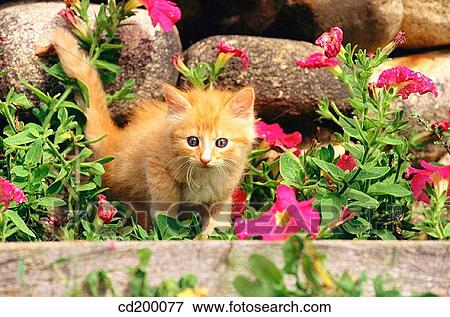 Baby animal, Domestic cat, day, cat, animal View Large Photo Image Stock Photo - Baby animal, Domestic cat, day, cat, animal. Fotosearch