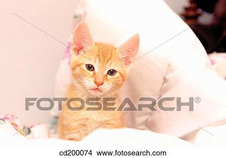 Baby animal, Domestic cat, Domestic animal, cat, animal View Large Photo Image Picture - Baby animal, Domestic cat, Domestic animal, cat, animal. Fotosearch