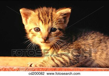 Baby animal, Domestic cat, Domestic animal, cat, animal View Large Photo Image Stock Image - Baby animal, Domestic cat, Domestic animal, cat, animal. Fotosearch