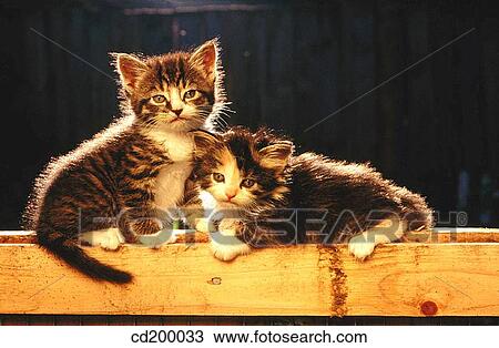 Baby animal, feline, Domestic cat, cat, animal View Large Photo Image Stock Image - Baby animal, feline, Domestic cat, cat, animal. Fotosearch