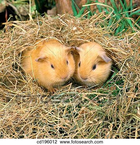 Baby Guinea Pigs View Large Photo Image Stock Image - Baby Guinea Pigs. Fotosearch