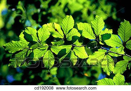 background, botany, branch, Close-up, concept View Large Photo Image Stock Photo - background, botany, branch, Close-up, concept. Fotosearch