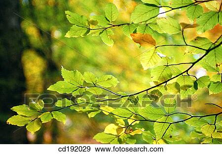 background, botany, branch, Close-up, concept View Large Photo Image Stock Photo - background, botany, branch, Close-up, concept. Fotosearch